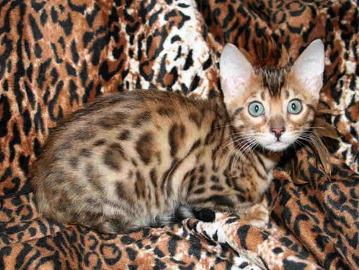 Top 10 List of Exotic Pets_www.wonders-world.com_03
