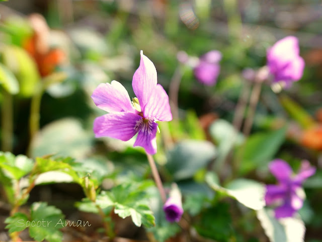 Viola phalacrocarpa