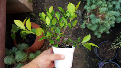 chinese banyan cutting pre bonsai