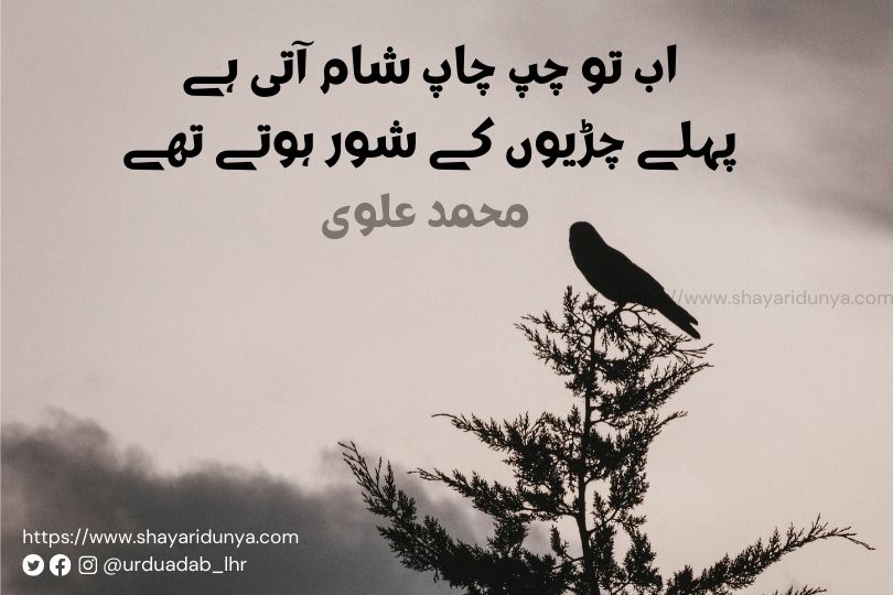 parinda-shayari-parinda-shayari-urdu-parinda -shayari-urdu-Azad-Parinda-Shayari  parinda-shayari-collection