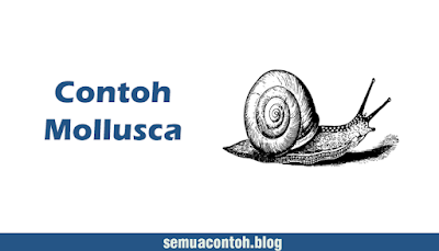 15 Contoh Hewan Mollusca Dalam Kehidupan Sehari - Hari