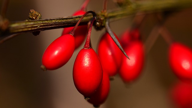 Barberry