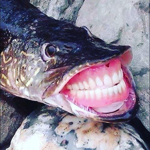  Gambar  Ikan  Lucu  Kartun dan Asli Bikin Ngakak