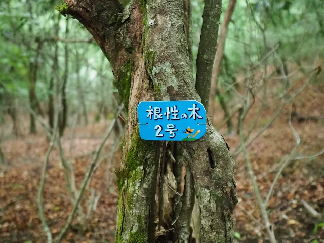 西沢渓谷　根性の木2号