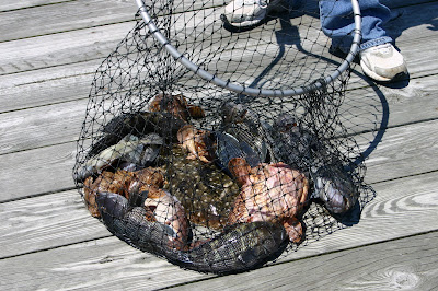 A landing net full of fish