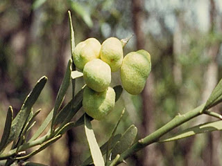 desert lime fruit images