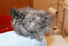 dry cuckoo silkie chick