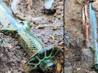 Archaeologists discover well-preserved 3,000 year old sword in Germany.