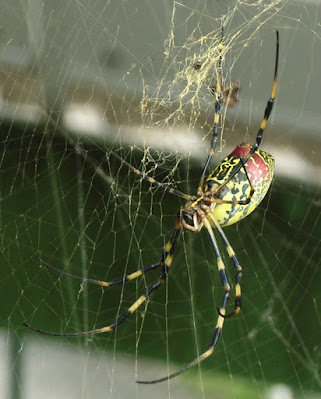 A spider weaving web with silk