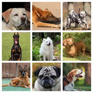 cheapest dog breeds in India with price
