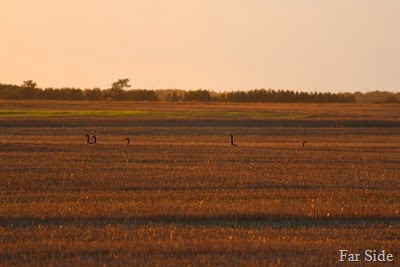 Canada Geese in the stubble