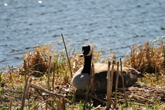 20110514 feed the birds (14) edit