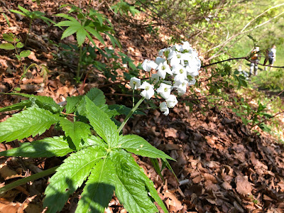 Cardamine heptaphylla