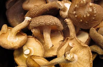 Scope of Mushroom Business in Nagaland