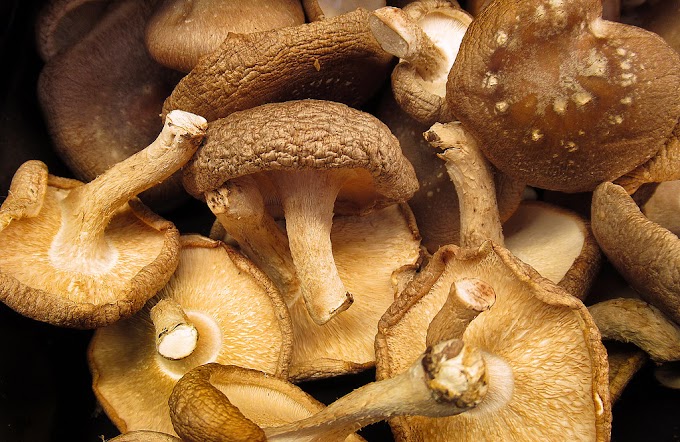 Scope of Mushroom Business in Nagaland | Mushroom farming | Biobritte mushrooms