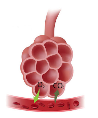 Sistema Respiratório