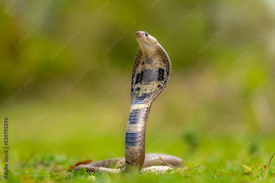 Top Deadliest Snakes in India