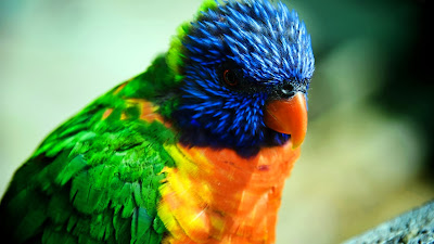 colorfull parrot