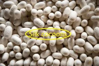 Silk cocoons