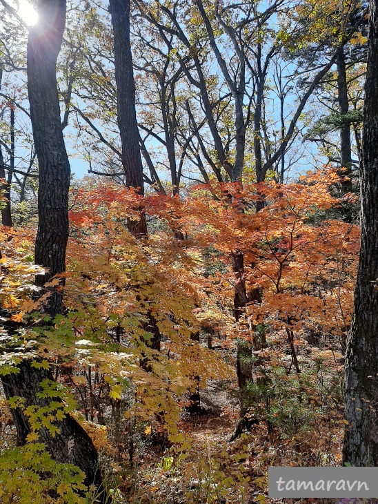 Клён ложнозибольдов (Acer pseudosieboldianum)