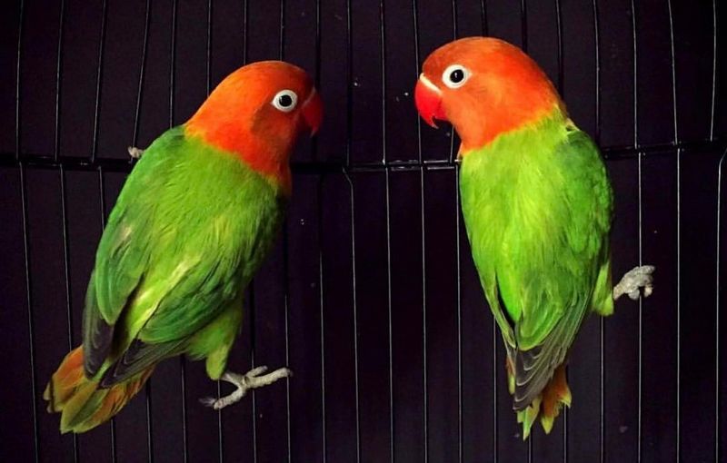 Lovebird Biola Warna  Unik Harga Selangit ARTIKEL BURUNG