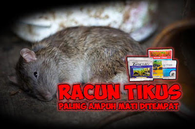 Racun Tikus Paling Ampuh Mati Ditempat