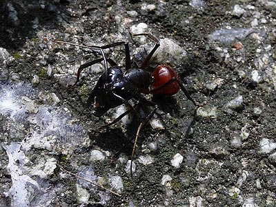 Giant forest ant, Camponotus gigas