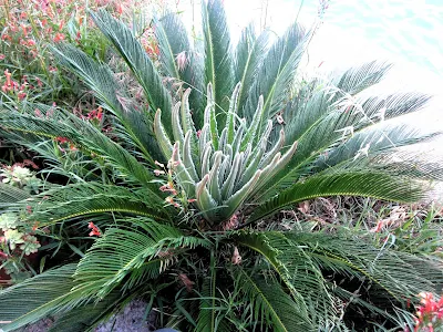 Cycas Revoluta