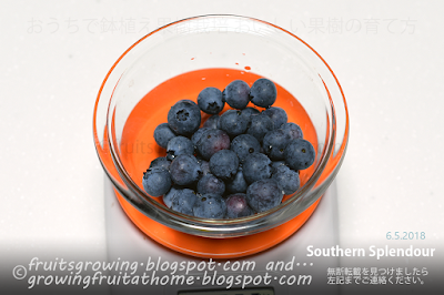 ブルーベリーサウザンスプレンダーの収穫 blueberry southern splendour harvest