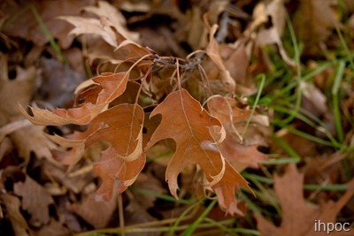 IMG_4015