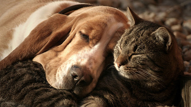 Disfunción cognitiva en perros y gatos