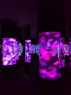 Manila Ocean Park's Jellies: Dancing Sea Fairies Exhibit