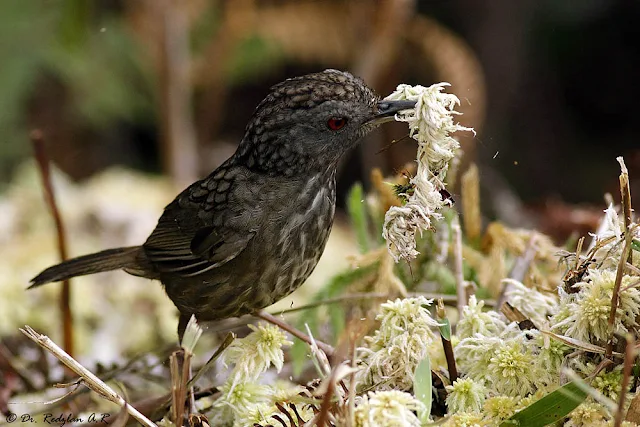  Streaked Wren-Babbler at Gunung Ulu Kali