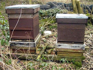 Two National beehives