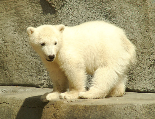  Cute Pictures Of Baby Polar Bears