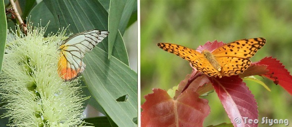 leopard and jezebel leopard and jezebel