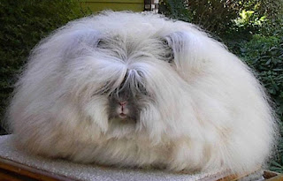 english angora rabbit Os animais mais estranhos e esquisitos do mundo   Curiosidades