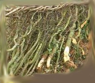 Pleached hedge
