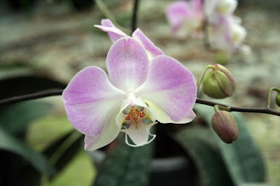 Phalaenopsis sanderiana care and culture