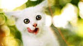 #9 Cute Animal Wallpaper