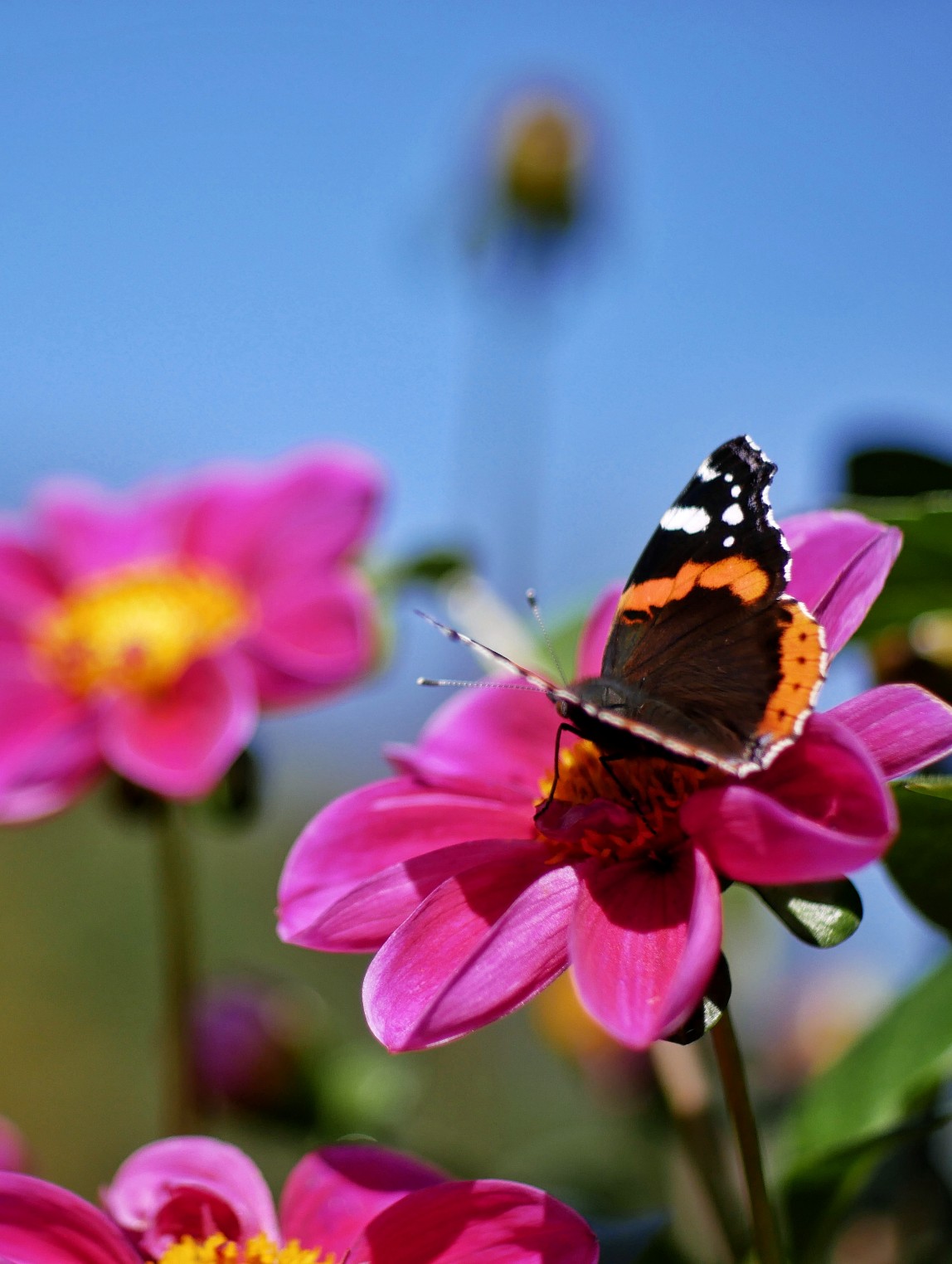 Dahlie Schmetterling