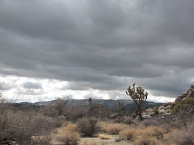 Joshua Tree Clouds