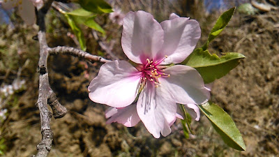 flor de almendro