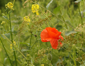 wildflowers in Norfolk in spring