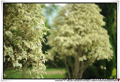 Carl Zeiss Jena BIOTAR 58mm f2 T@九龍公園