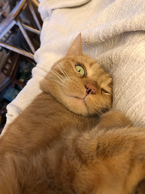 Orange cat on a lap with one eye open