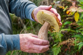 Porcini mushroom