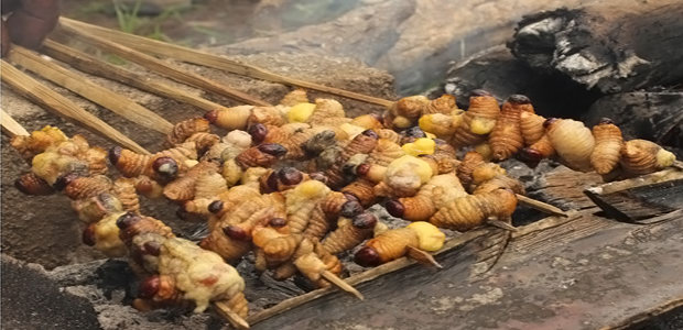 Makanan ini dipercaya oleh masyarakat suku Kamoro sebagai makanan yang bisa membuat mereka sehat karena kandungan vitaminnya yang tinggi.