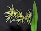 Dendrobium strongylanthum care and culture