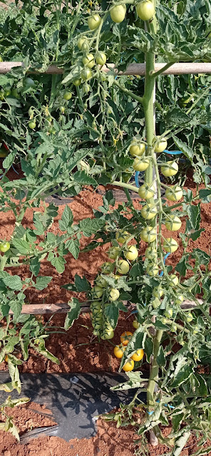 Tomates cherry en el huerto